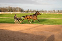 Cheval,-Chevaux,-Domaine-de-Grosbois,-Drivers,Grosbois,-Kaleidos,-Kaleidos-images,-La-parole-à-limage,-Marolles-en-Brie,-Sulky,-Tarek-Charara,-Trot,-Trotteurs
